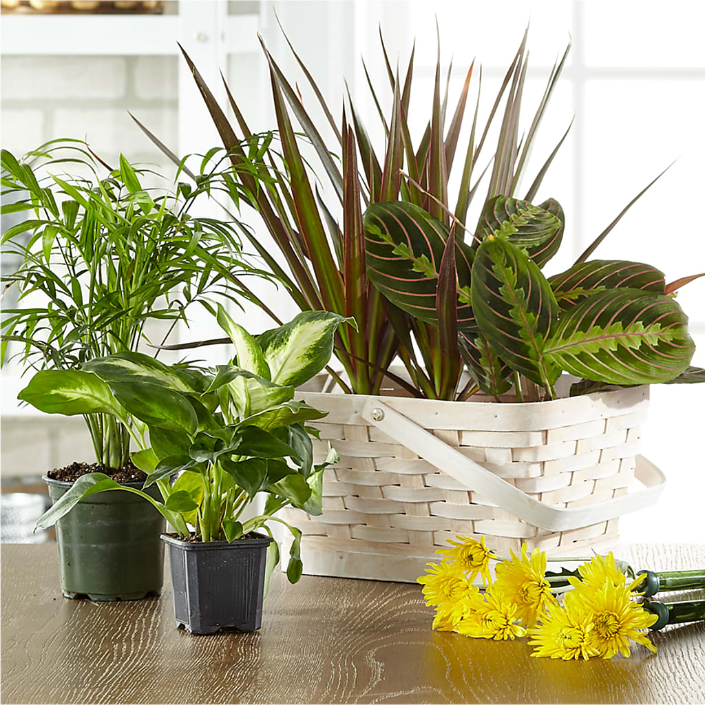 Florist Designed Blooming and Green Plants in a Basket – Life Of A Flower, Dallas TX