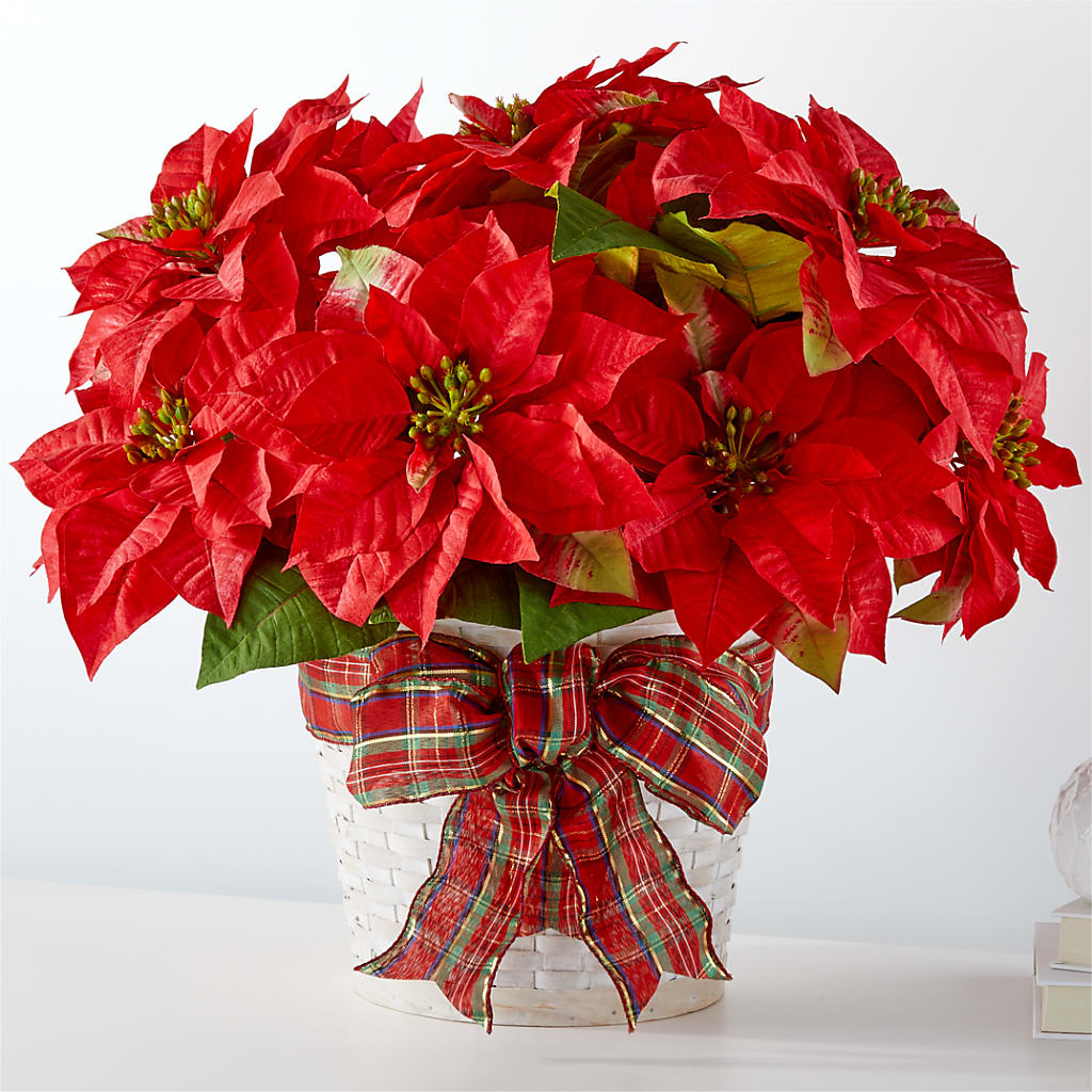 Happiest Holidays Poinsettia – Life Of A Flower, Dallas TX