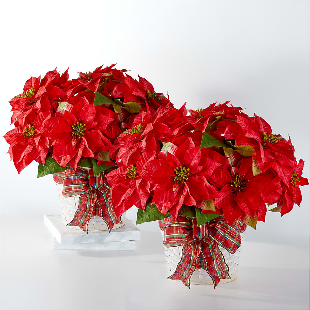 Happiest Holidays Poinsettia Bundle – Life Of A Flower, Dallas TX