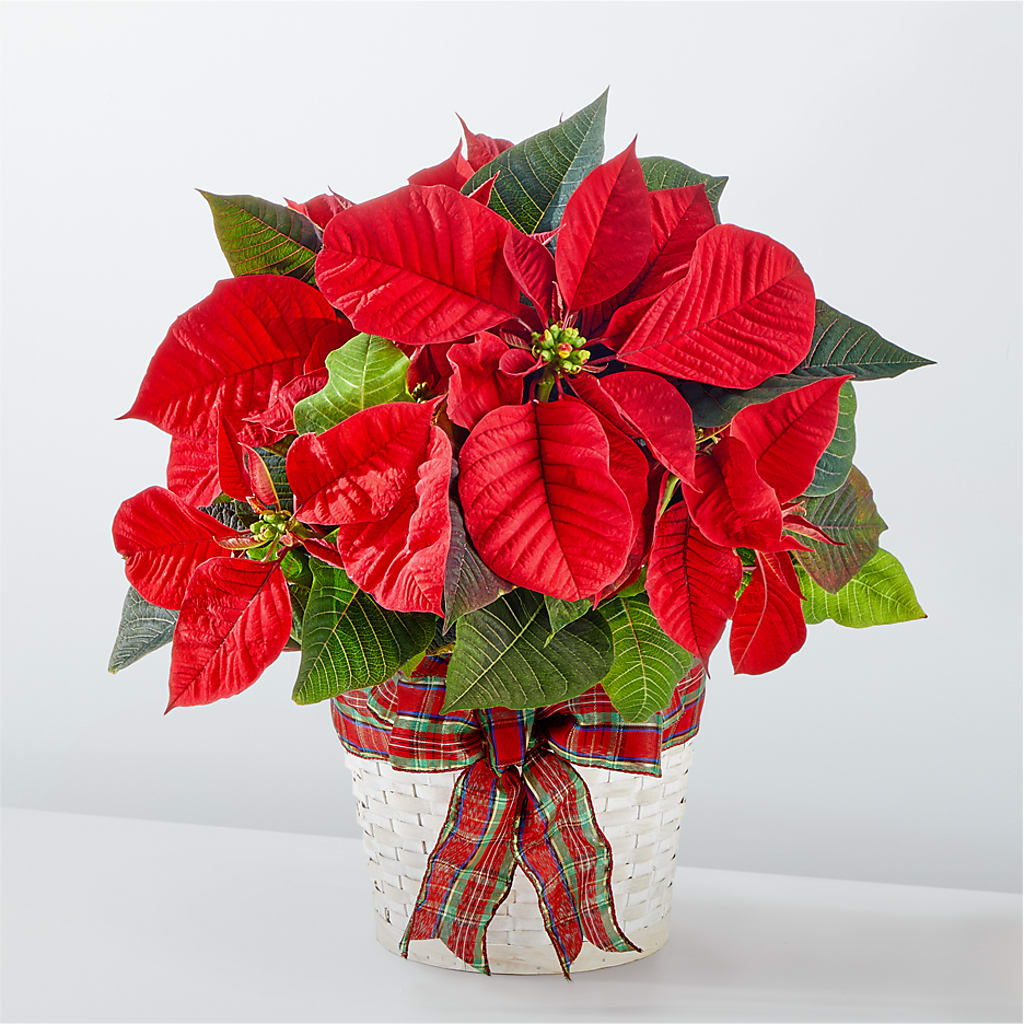 Happiest Holidays Poinsettia – Life Of A Flower, Dallas TX