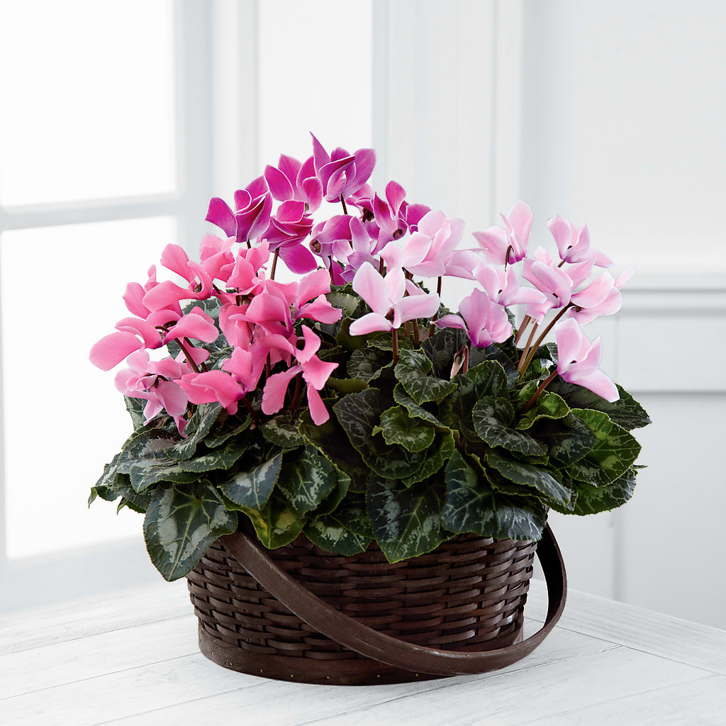 Mixed Cyclamen Planter – Life Of A Flower, Dallas TX
