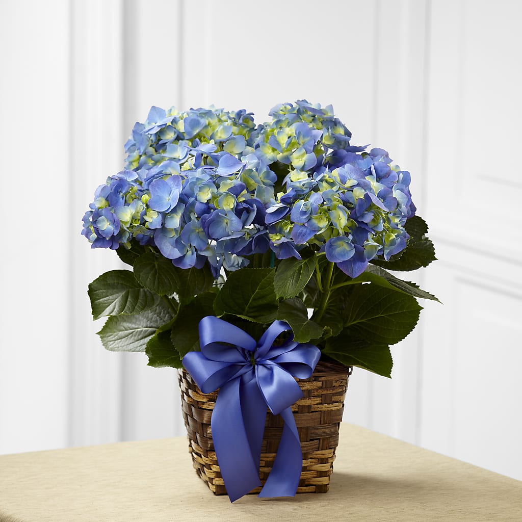 Blue Hydrangea Planter – Life Of A Flower, Dallas TX
