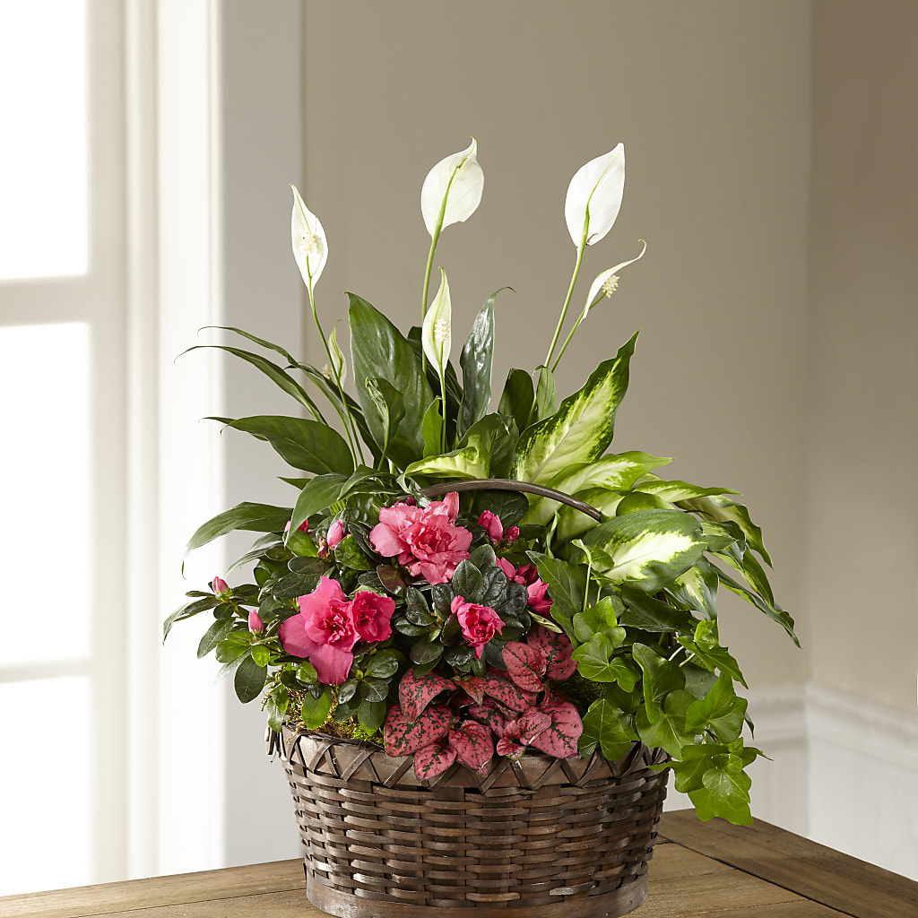 Dream in Pink Dishgarden – Life Of A Flower, Dallas TX