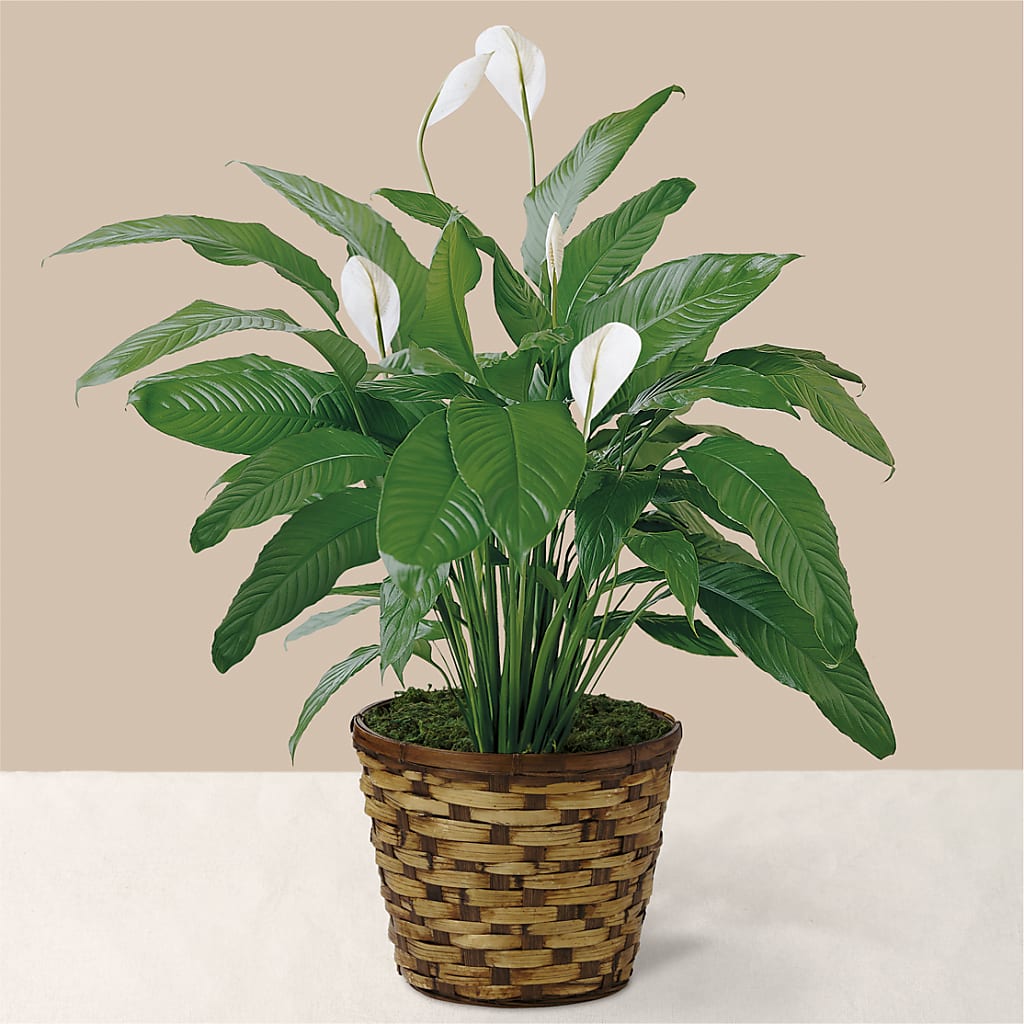 Tranquil Moments Peace Lily Plant – Life Of A Flower, Dallas TX