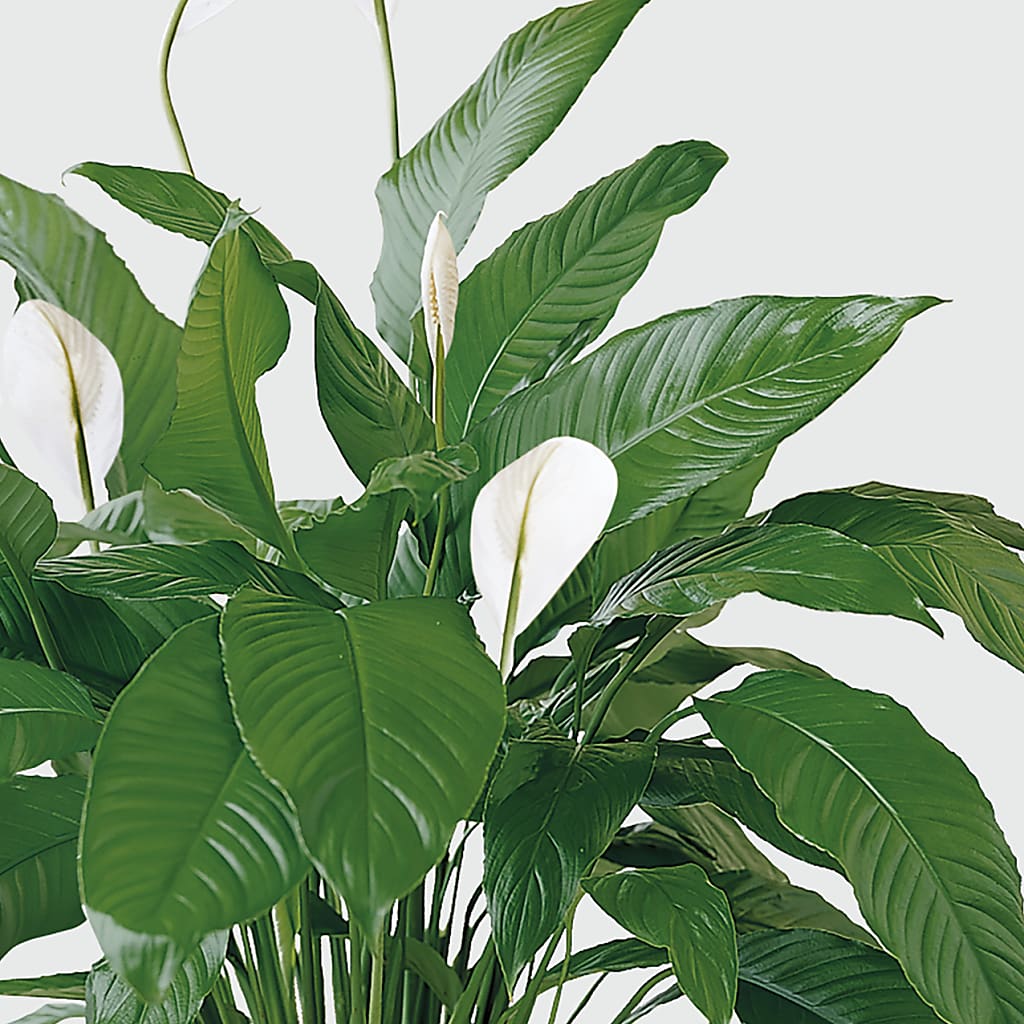 Tranquil Moments Peace Lily Plant – Life Of A Flower, Dallas TX