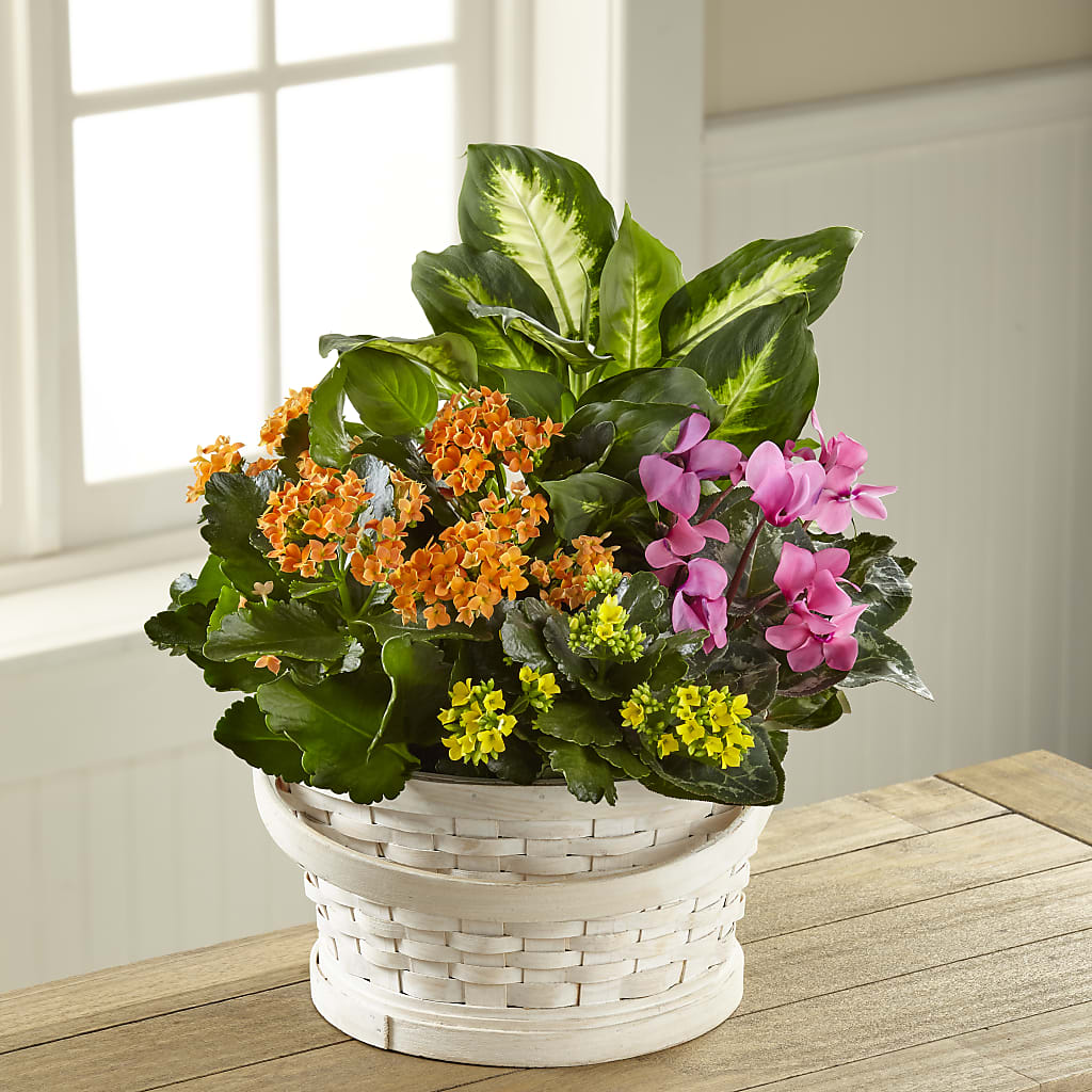 Color Crush Dishgarden – Life Of A Flower, Dallas TX