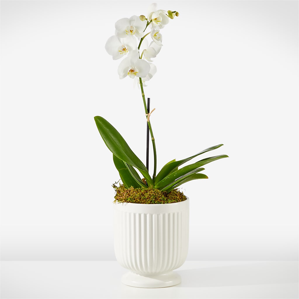 Whispering White Orchid – Life Of A Flower, Dallas TX