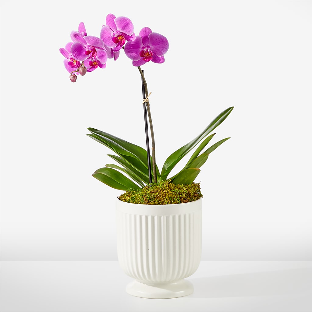 Friendly Fuchsia Orchid – Life Of A Flower, Dallas TX