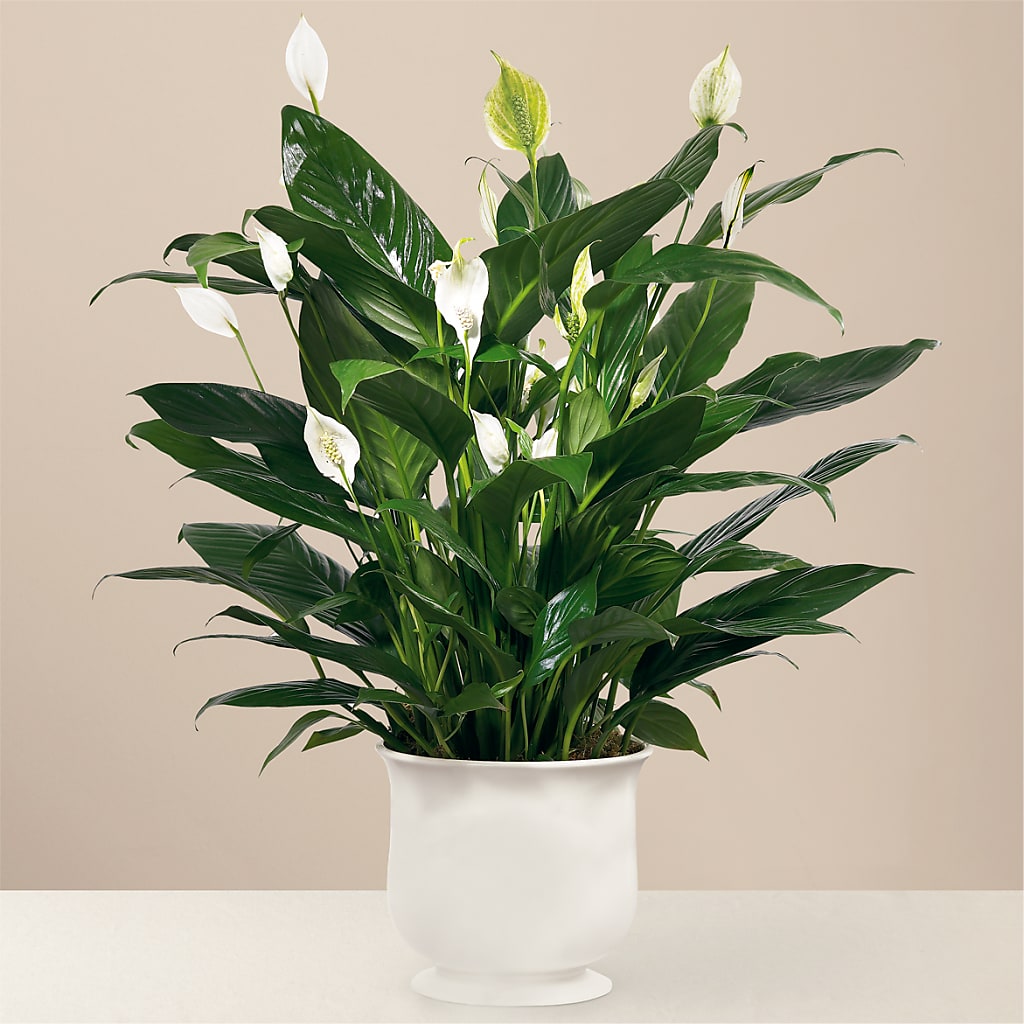 Comfort Planter – Life Of A Flower, Dallas TX