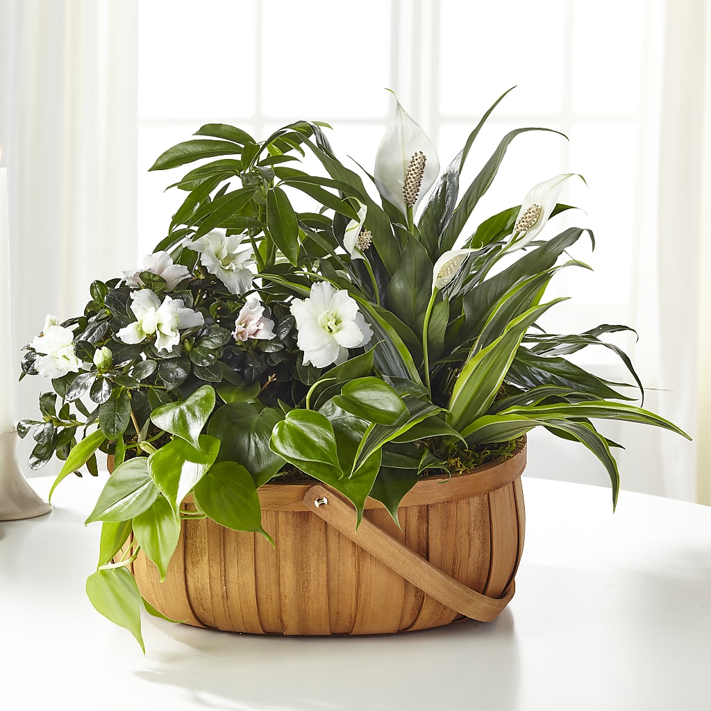 Serene Dishgarden – Life Of A Flower, Dallas TX