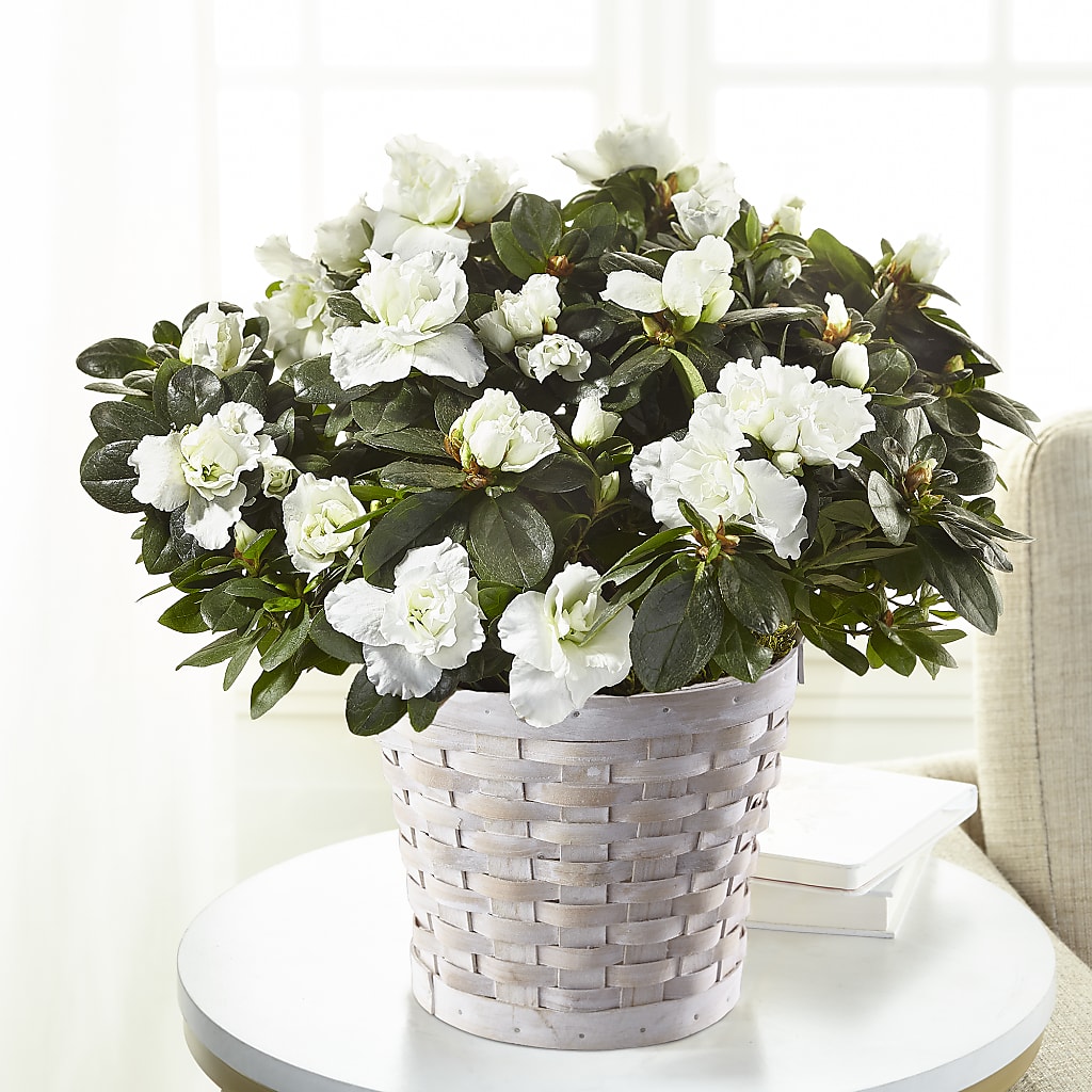 White Azalea Plant – Life Of A Flower, Dallas TX