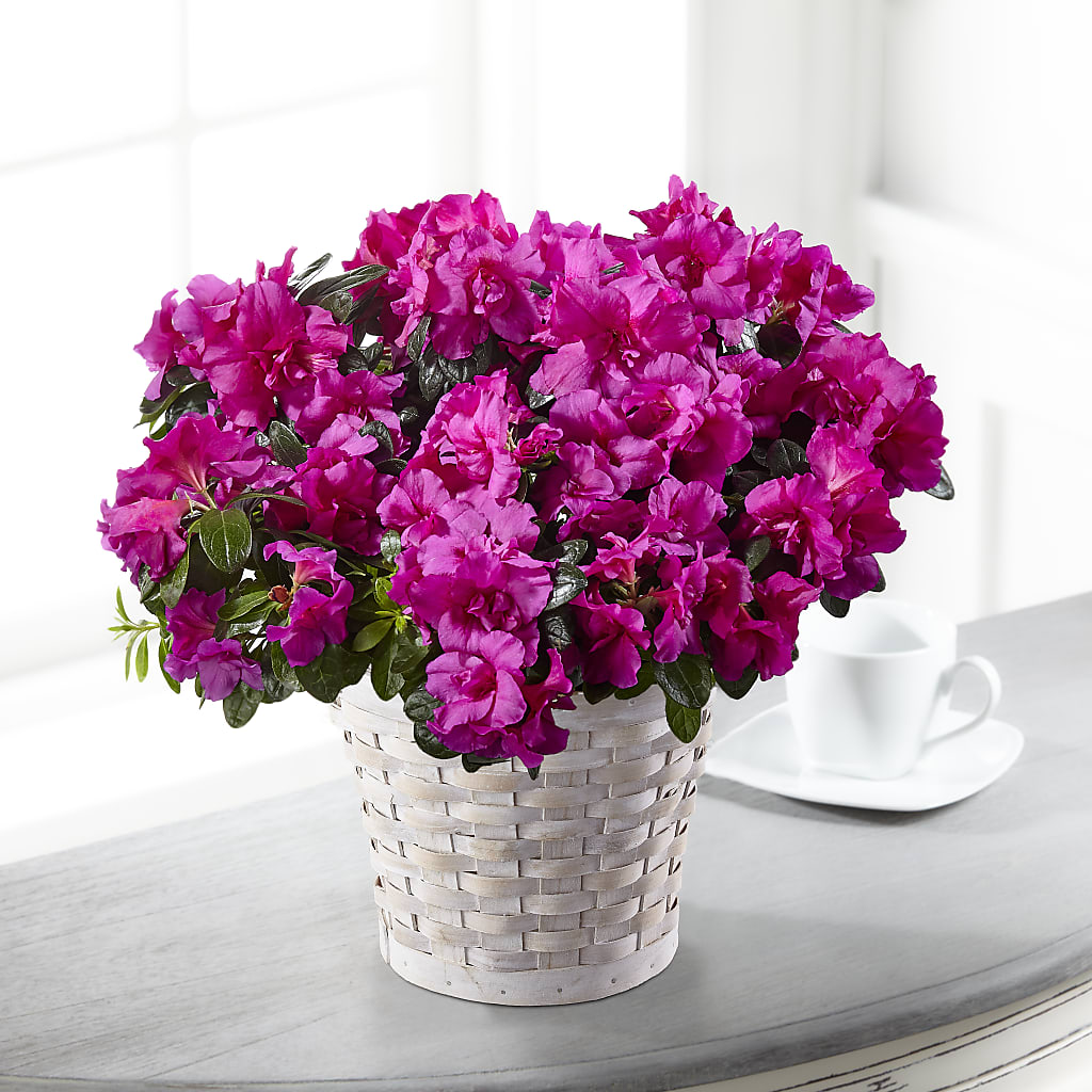 Hope & Serenity Azalea Plant – Life Of A Flower, Dallas TX