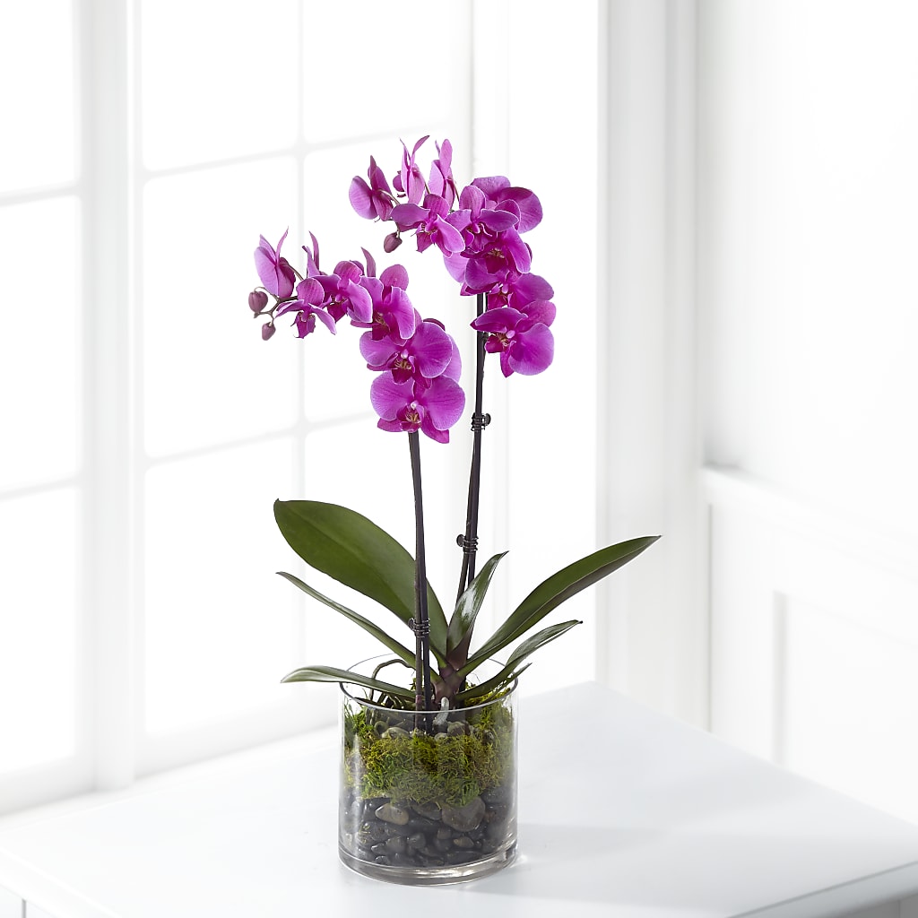 Pink Orchid Plant – Life Of A Flower, Dallas TX