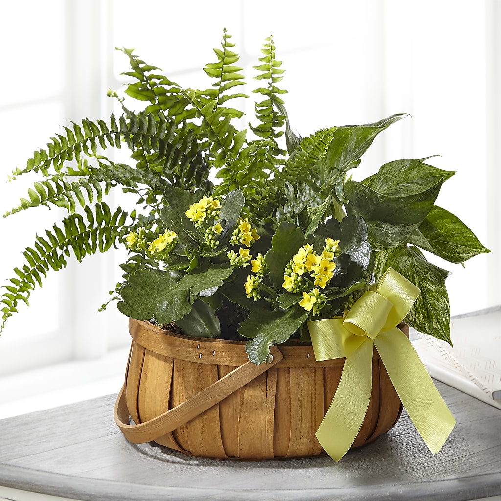 Always Dear Dishgarden – Life Of A Flower, Dallas TX
