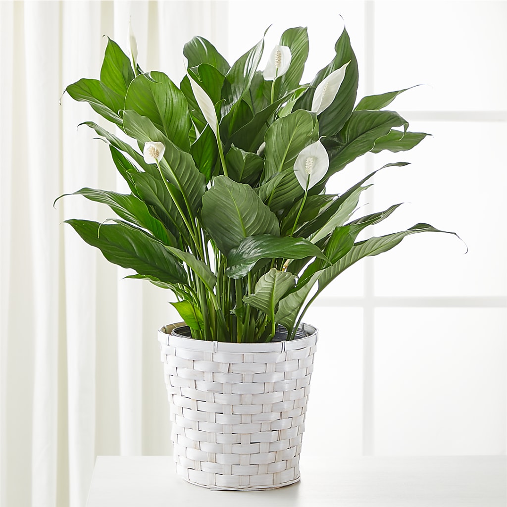 A New Leaf Peace Lily – Life Of A Flower, Dallas TX