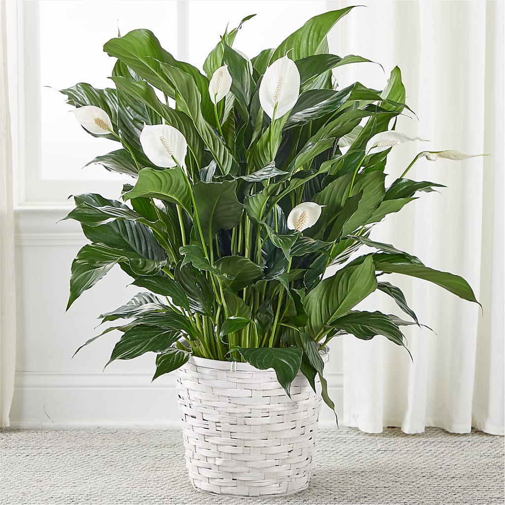 A New Leaf Peace Lily – Life Of A Flower, Dallas TX