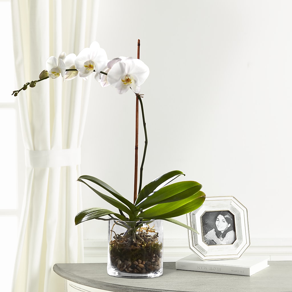 White Orchid Planter – Life Of A Flower, Dallas TX