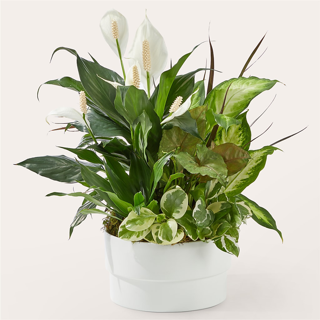 Radiating Positivity Dishgarden – Life Of A Flower, Dallas TX