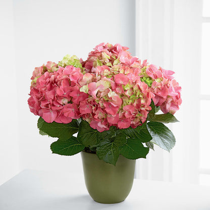 Pink Hydrangea Planter –  Life Of A Flower, Dallas TX