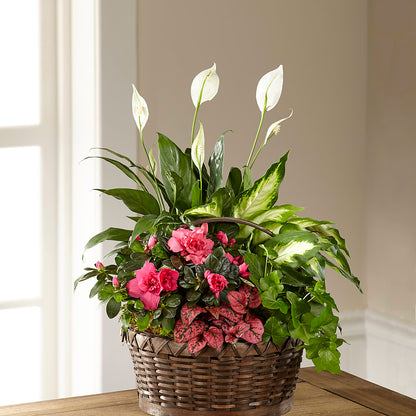 Dream in Pink Dishgarden –  Life Of A Flower, Dallas TX