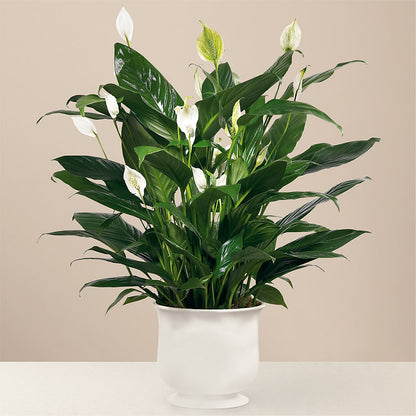 Comfort Planter –  Life Of A Flower, Dallas TX