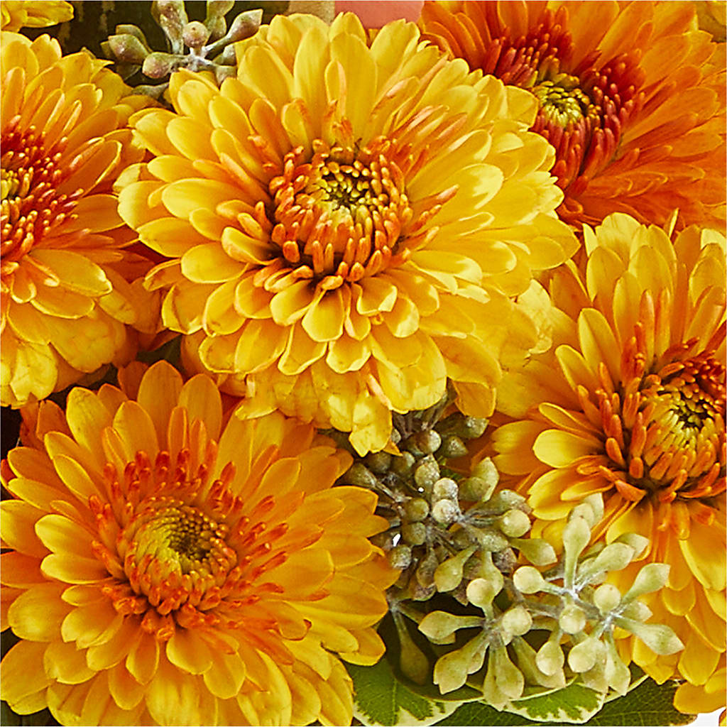 Peachy Pumpkin –  Life Of A Flower, Dallas TX