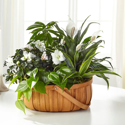 Serene Dishgarden –  Life Of A Flower, Dallas TX