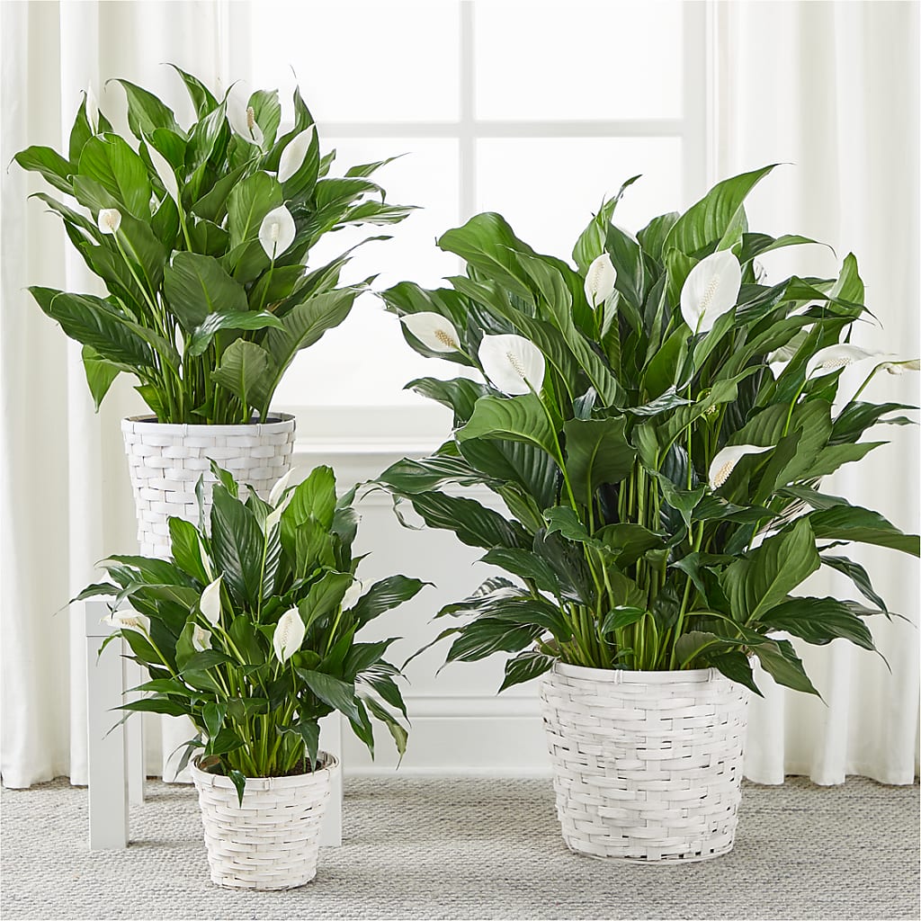 A New Leaf Peace Lily –  Life Of A Flower, Dallas TX