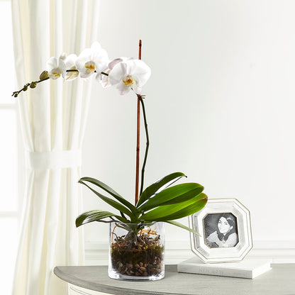 White Orchid Planter –  Life Of A Flower, Dallas TX